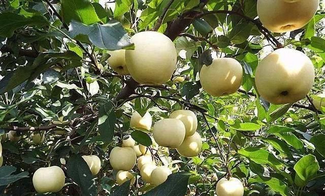 早熟|充满希望的八月，我们如何把好早熟苹果销售前的这几道关？