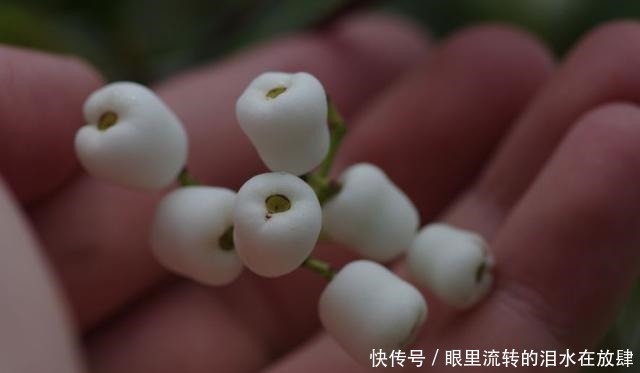 哪种|水果界的“李佳琦”,吃遍3000多种水果,哪种最好吃