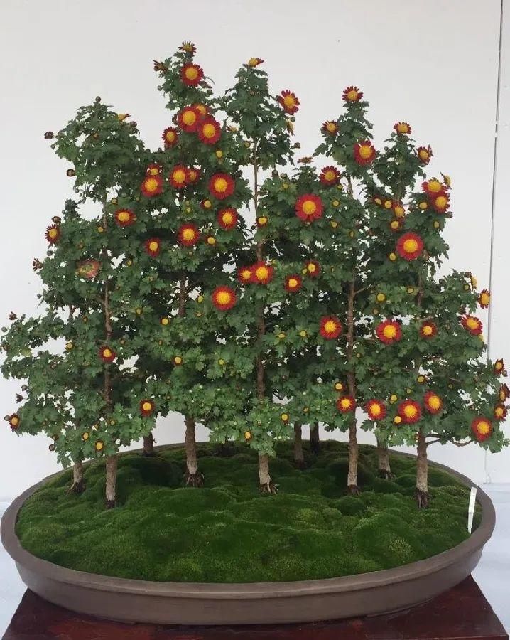 养成|最大的长寿老桩，7年时间，养成盆景！