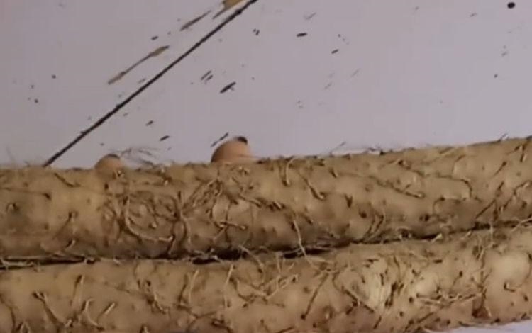  至今|买山药时注意了, 看到这3种情况就别买了, 很多人至今还不知道