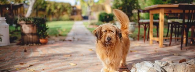  夏天|宠物医生整理5种狗狗夏天最常见的疾病！对症下手，建议收藏