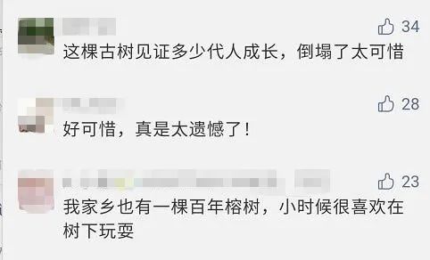  广东|广东850年古榕树今日冲上热搜！