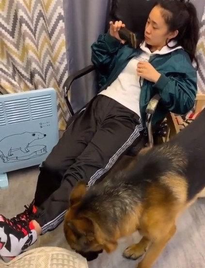  女主人|女主人的腿太短架不到沙发上，接下来狗狗的举动太暖心了！