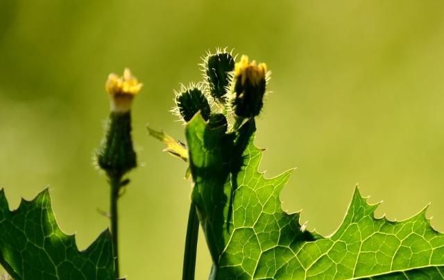  溜走|泡蒲公英时加点“它”，连喝一周，肝干净口臭溜走，肾也更健康