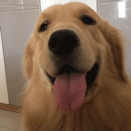  狂犬|狗子“拆家”还“拆我”？被宠物抓咬一定要打狂犬疫苗吗？