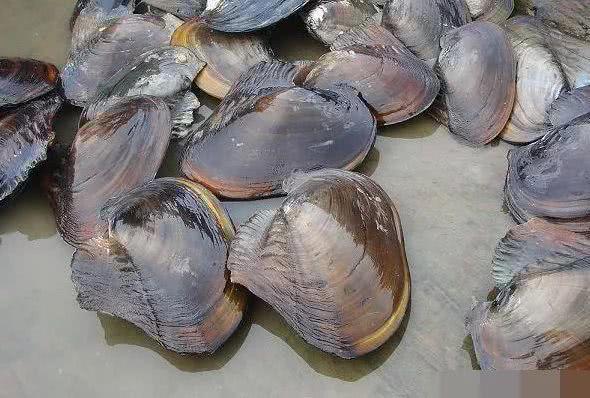 农村|农村十大野味,吃过一半的都是大神,第一名现在都吃不到了!