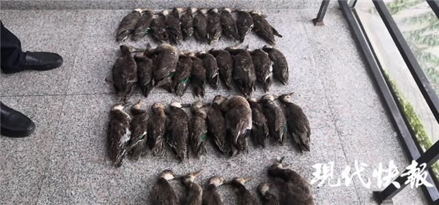 徐某|盗捕销售野鸭上千只，18名嫌疑人被诉