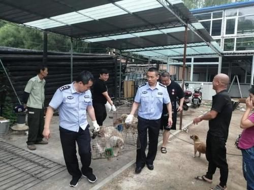  夜里|六七条流浪狗夜里狂叫又扑人，结果……