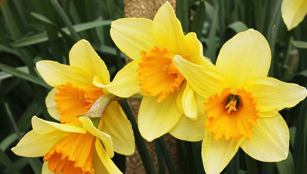 生肖|最“怕”老婆的三生肖男,不但主动上交工资卡,还对妻子百依百顺