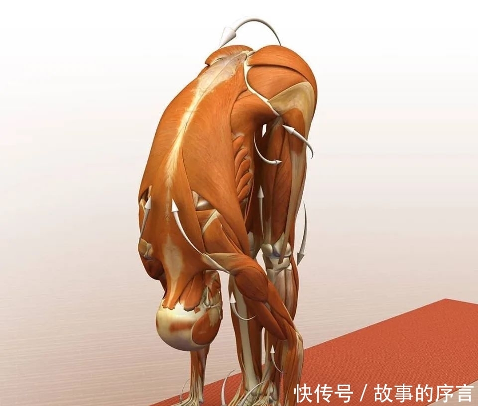  正位|28个常见瑜伽体式解剖图，正位、发力一目了然（收藏级！）