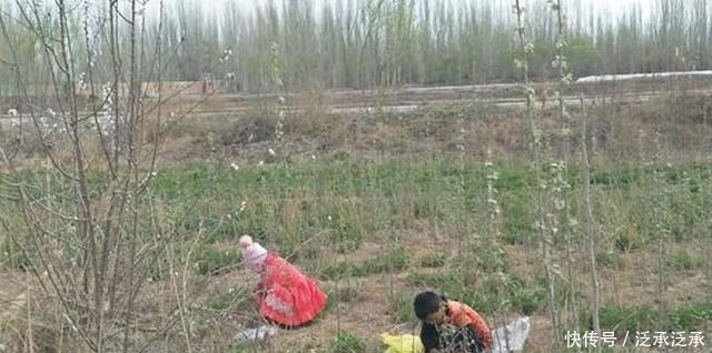 上市|被种植1千多年,常年被用作饲料,如今鲜嫩上市,生煸很美味