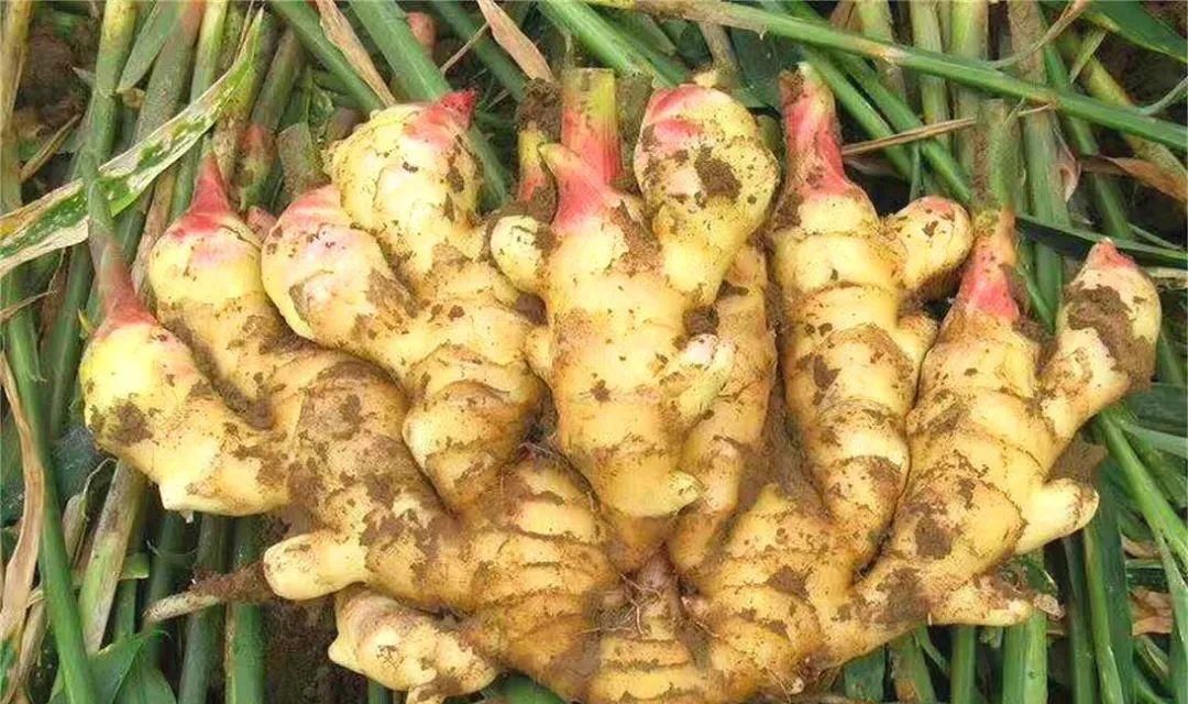 千万别|做菜爱放姜的人注意了!这3种菜千万别放,否则“引病上身”!