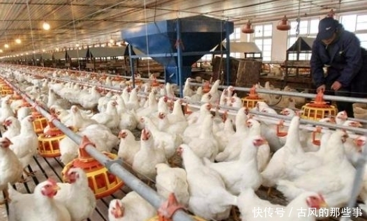 吃鸡|中国每年吃70亿只鸡,光那个地区就占了七分之一,鸡妈妈都快哭了