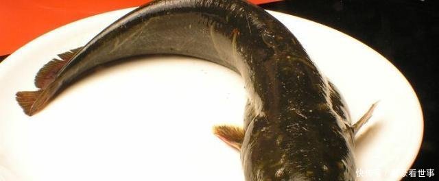 刺少|水中“1种鱼”,肉多刺少,价格便宜,为什么大家都不爱吃了呢!