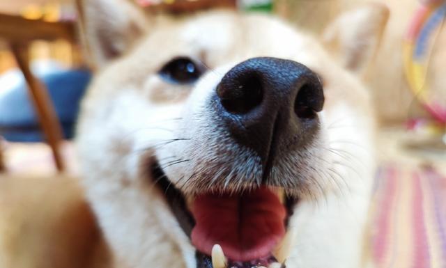 节目|为什么岳云鹏访问《向往》和休闲节目那么多