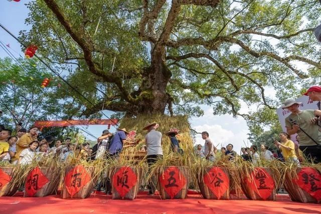  东溪乡|层层梯田、万亩茶园，这才是醉美乡村应有的样子！