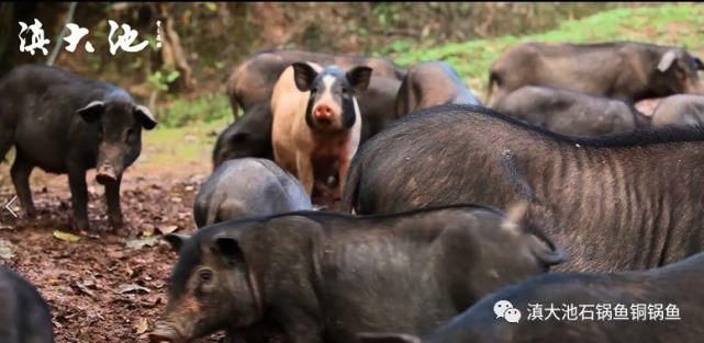 抚仙湖|美食是生活扑面而来的善意