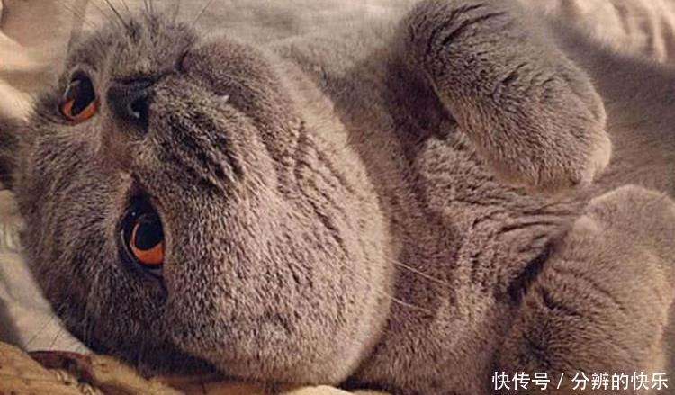 主人|主人给大肥猫洗澡,猫咪瞬间变成大老鼠,网友:缩水严重,退货