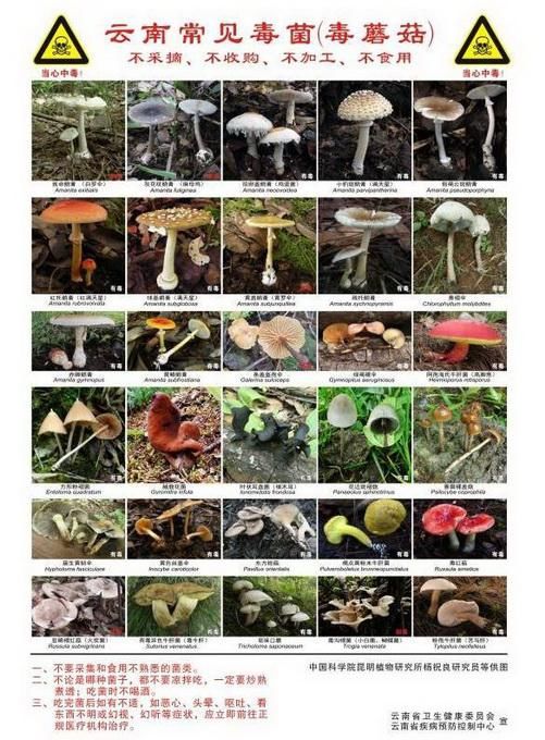  记者|女记者野生菌中毒记：看见”树木和藤蔓“从自己身体里长出来