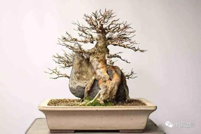 健康|观赏盆景 感悟人生：健康快乐才是生活的主宰！