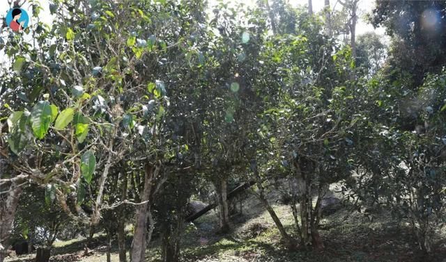 独特|快看！前方发现一座宝藏山头，神似“班章”，却有自己的独特之处