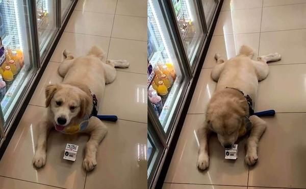  喝牛奶|赖皮汪为了喝牛奶，使出绝招逼妈妈买单，网友：这脾气很差！