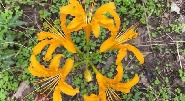  石蒜|申城公园石蒜花“乘风破浪”后，绽开笑颜进入花期