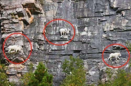  登山|男子登山发现不明生物，仔细一看后不淡定，真是攀岩的大神