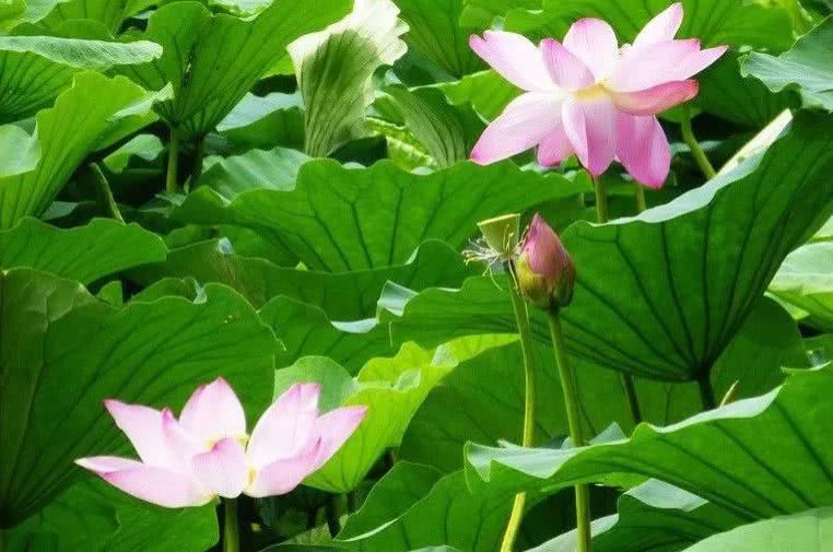 村委会|最高法判例：同村村民之间置换宅基地也需要征得集体组织同意