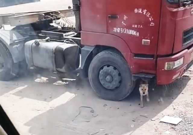  汇报|货车司机喜提新车，却忘了和自己的狗汇报，结果让人流下热泪！