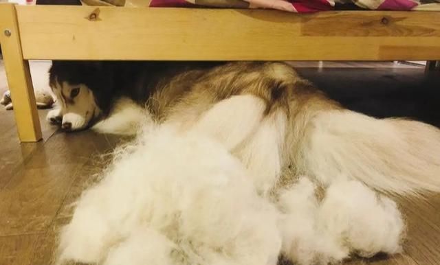  问问自己|养狗前，需要知道的6件事，你能接受吗？