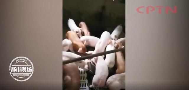 右手|左手1只，右手1只...大英三男子一夜之间偷走50头猪！