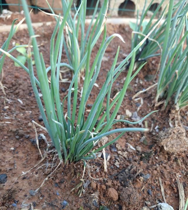  季节|农村种植小葱无需留种耕种，一次种植长期享用