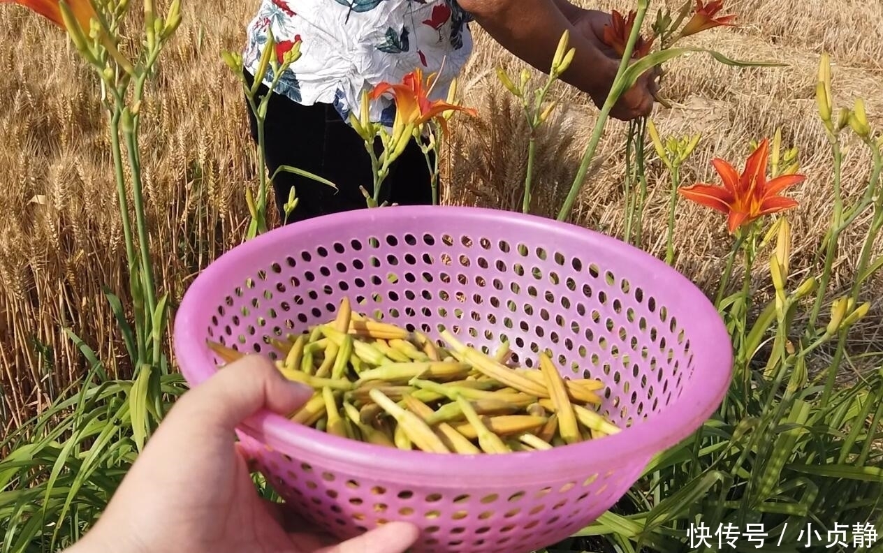 黄花菜|不焯水不能吃的5种蔬菜,以后别再直接下锅了,吃了肠胃不舒服
