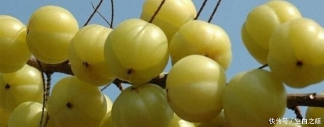 孩子|农村有种以前孩子都不吃的野果,发现它价值后,很多人都喜欢吃