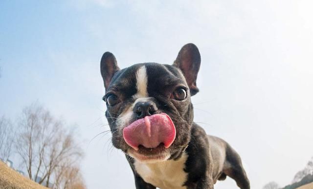  哈士奇|“怕热”的6种狗狗，你家在其中吗？