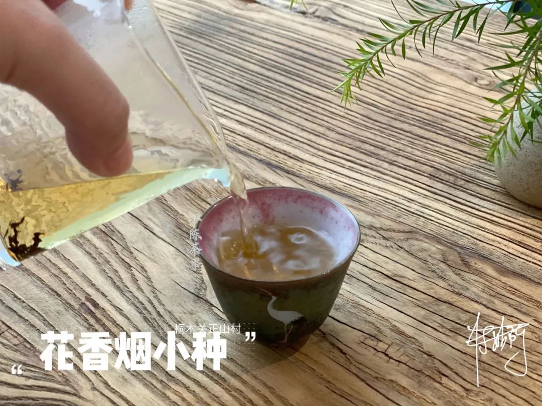 传统|从老丛红茶、烟小种到花香小种，这款红茶代表了传统小种的定义