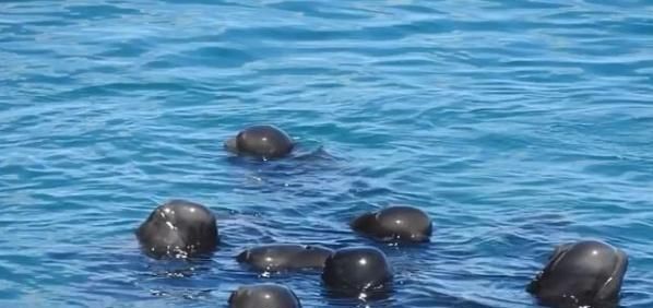  令人|海豚聚在一起“求安慰”，互相摩擦？背后的原因令人心碎