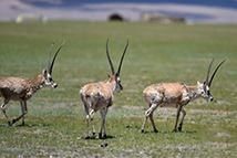  子公司|龙睿公司已完成8户子公司退休人员社会化管理移交工作