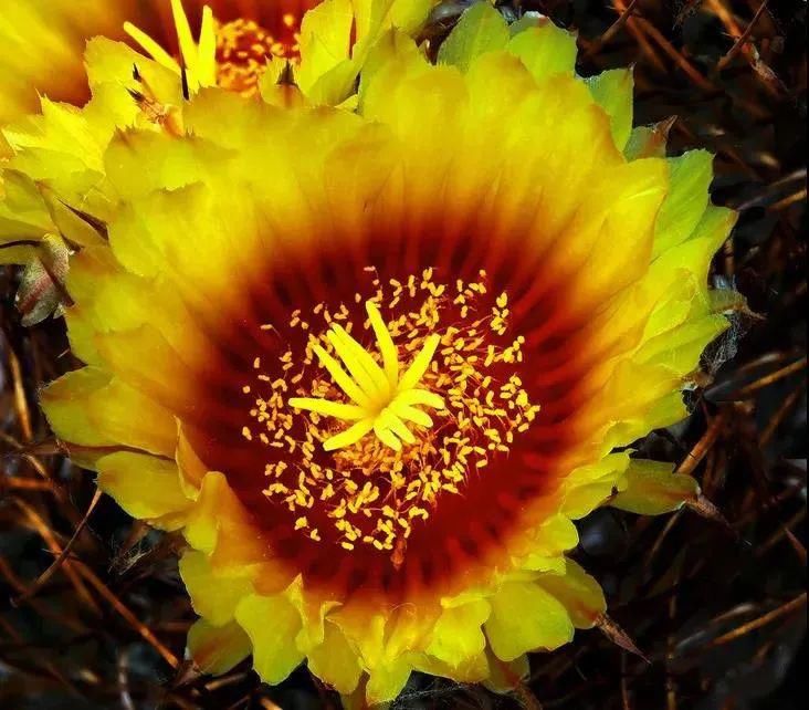  人养|每个人养肉人都应该学会鉴赏“兜”