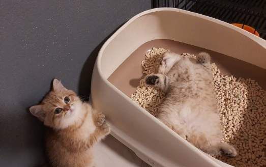  凌晨|“凌晨2点，被我家猫尿床吵醒”：猫咪总尿床，其实是这些原因