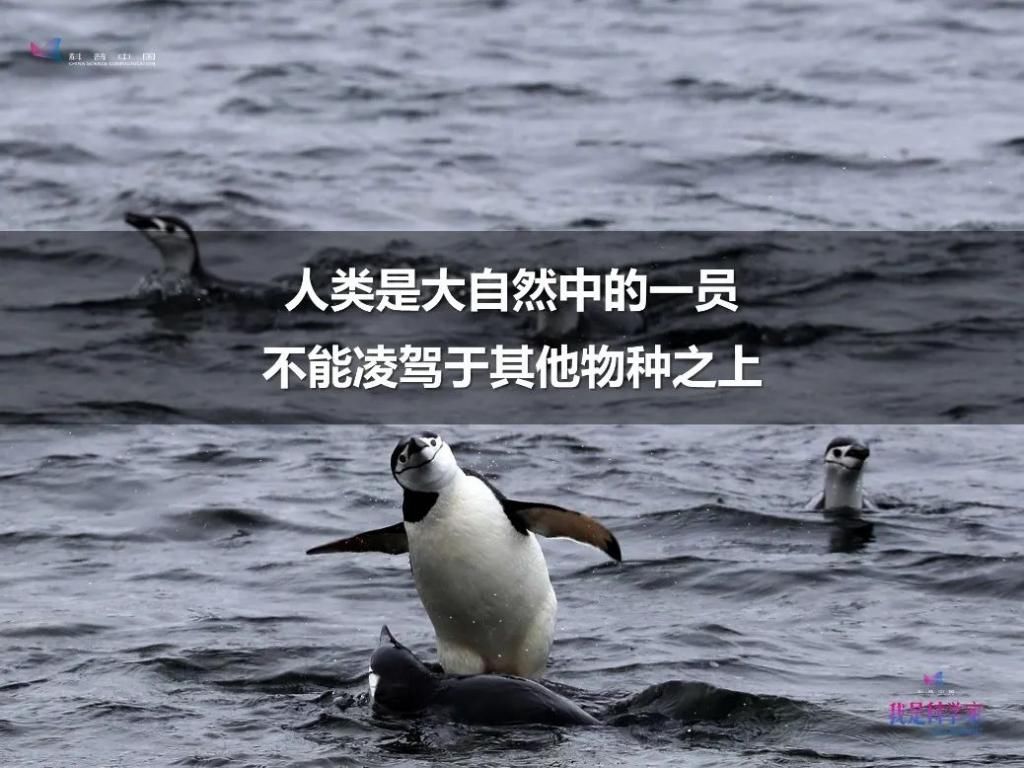  人生|研究灰脸鵟鹰那两年，是我人生中感到最热的两个夏天