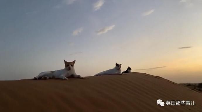  沙漠|霓虹妹子嫁到阿联酋，在5万平米的沙漠＂后院＂里养猫养骆驼?!