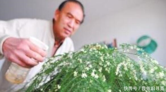 效果|张大爷养“文竹”, 只浇“2种水”, 长出“满天星”, 效果超好!