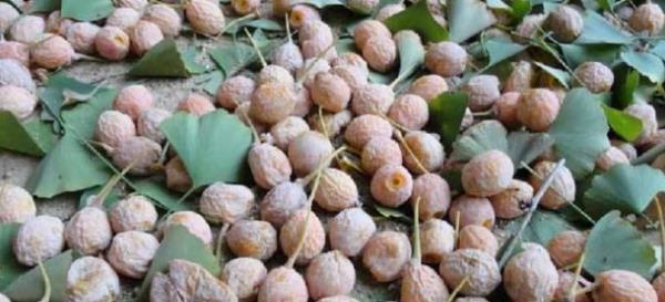 卖不动|最“慢熟”的果子,3年才结果,曾2元一斤卖不动,现想吃买不起