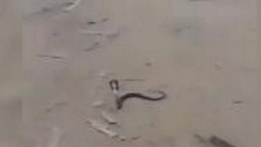  值班|数百条眼镜蛇出逃，工作人员受到急救训练后上阵，24小时值班