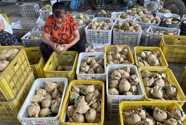 牢记|立秋后买梨,挑大的还是小的?老果农:牢记3招,到手的梨脆又甜