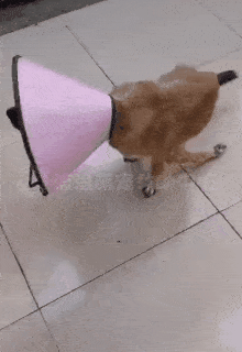  沿街乞讨|演技不如狗？“残疾”狗拖着双腿沿街乞讨，围观群众却说：别管它！