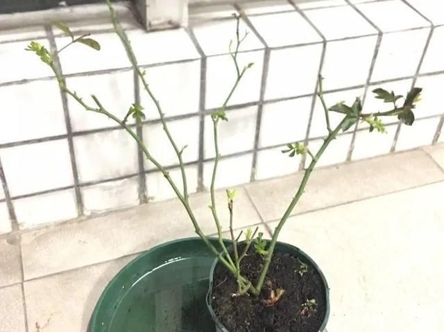  新芽|花养成光杆司令，赶紧这么救，3天冒新芽