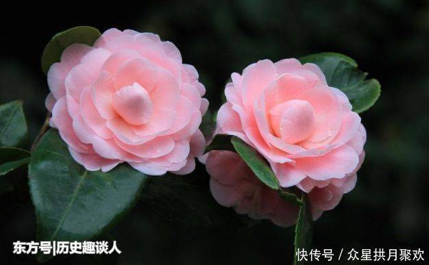 老公|最会心疼自己老公的三大生肖女,温柔细腻,体贴包容